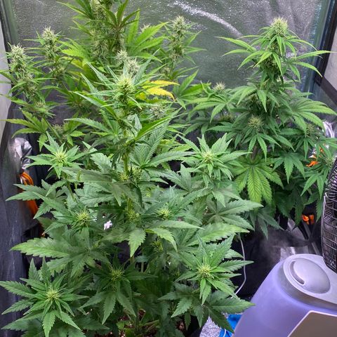AK-48 growlog timeline photo