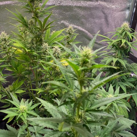 AK-48 growlog timeline photo