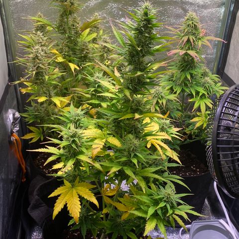 AK-48 growlog timeline photo