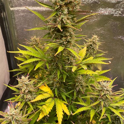 AK-48 growlog timeline photo