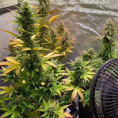 AK-48 growlog timeline photo