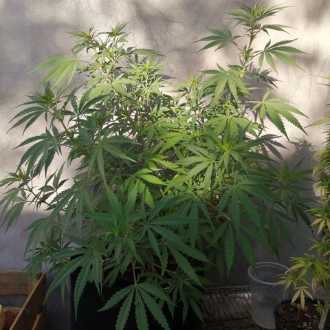 Genética desconocida growlog timeline photo