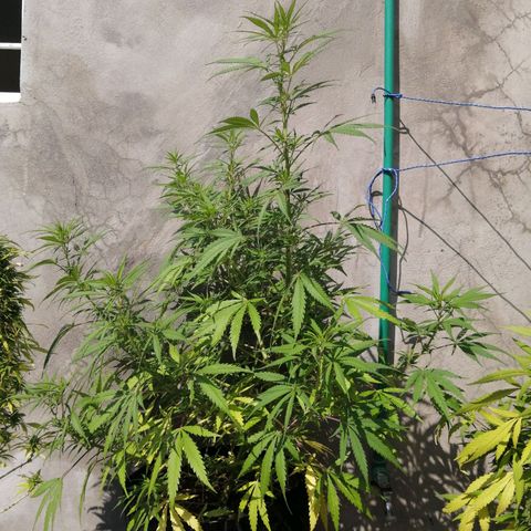 Genética desconocida growlog timeline photo