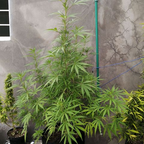 Genética desconocida growlog timeline photo