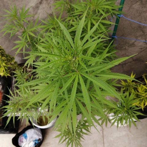 Genética desconocida growlog timeline photo
