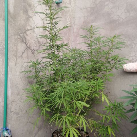 Genética desconocida growlog timeline photo