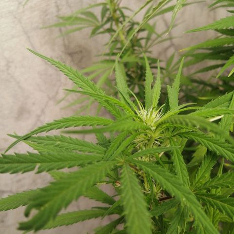 Genética desconocida growlog timeline photo