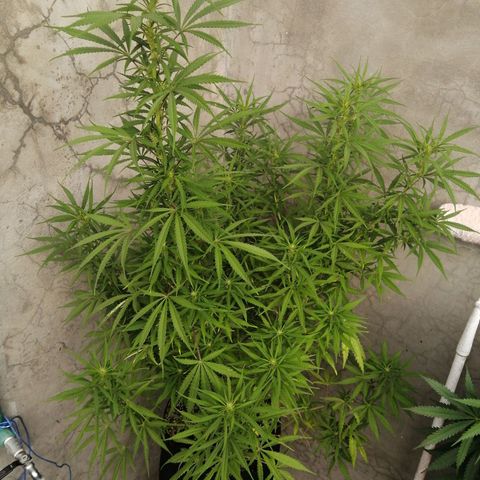 Genética desconocida growlog timeline photo