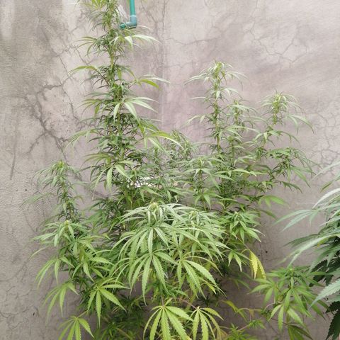 Genética desconocida growlog timeline photo