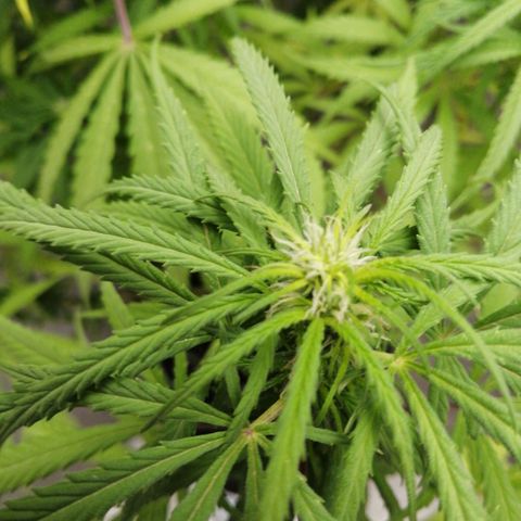 Genética desconocida growlog timeline photo