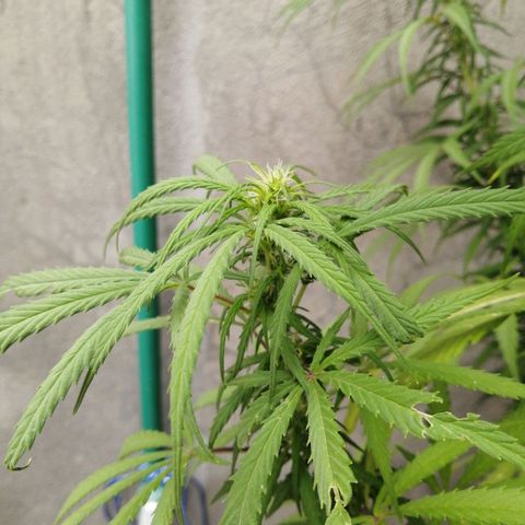 Genética desconocida growlog timeline photo