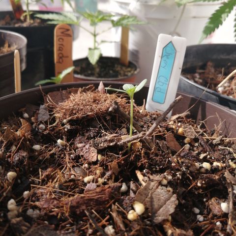 Cherry Head Cbd growlog timeline photo