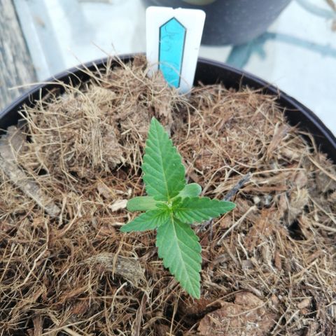 Cherry Head Cbd growlog timeline photo