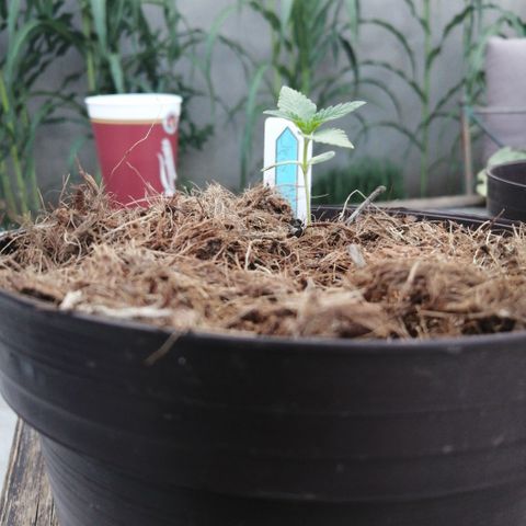 Cherry Head Cbd growlog timeline photo