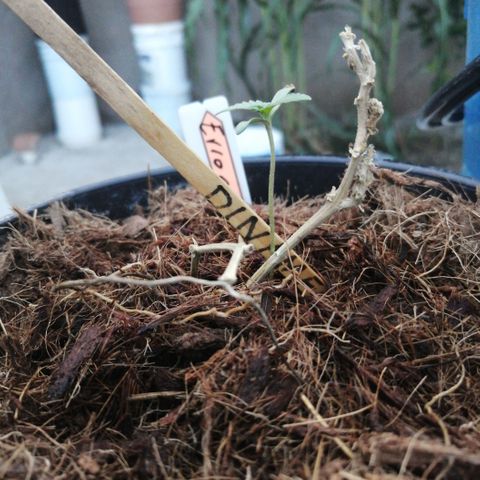 Error 404 growlog timeline photo