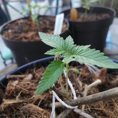 Error 404 growlog timeline photo