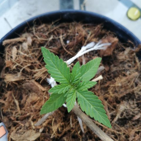 Error 404 growlog timeline photo