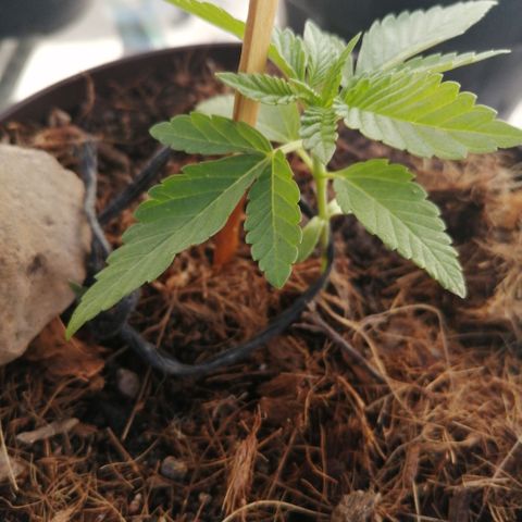Cherry Head Cbd growlog timeline photo