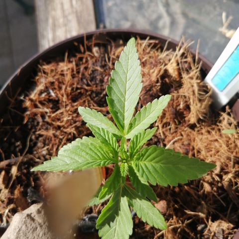 Cherry Head Cbd growlog timeline photo