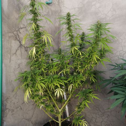Genética desconocida growlog timeline photo