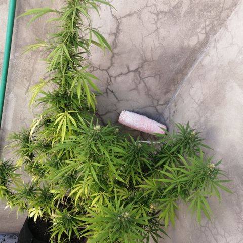 Genética desconocida growlog timeline photo