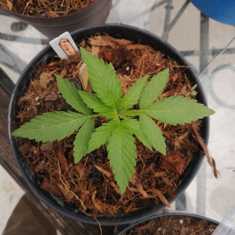 Error 404 growlog timeline photo