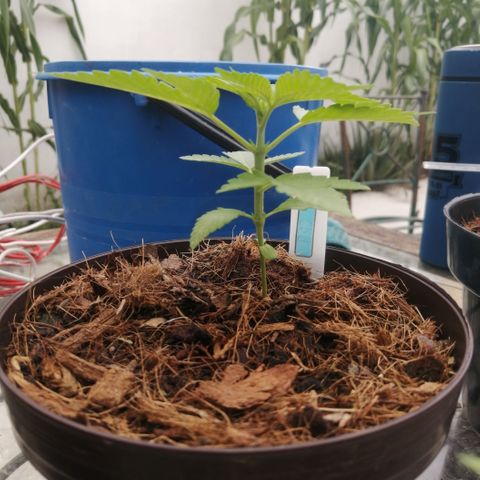Cherry Head Cbd growlog timeline photo