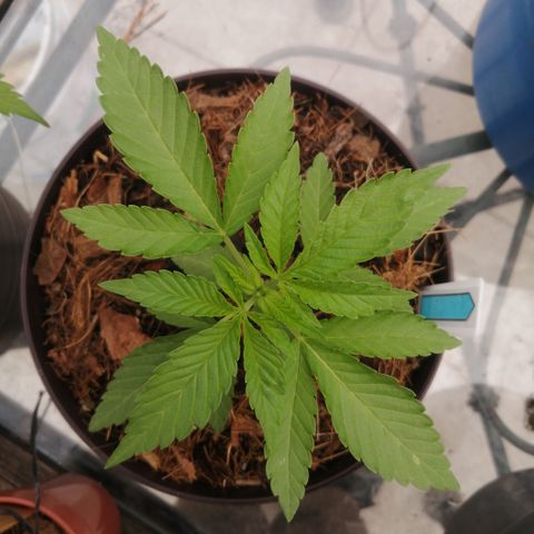 Cherry Head Cbd growlog timeline photo