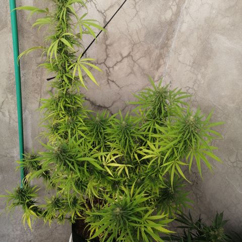 Genética desconocida growlog timeline photo