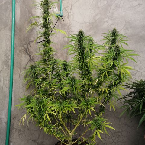 Genética desconocida growlog timeline photo