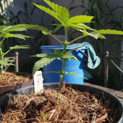 Error 404 growlog timeline photo