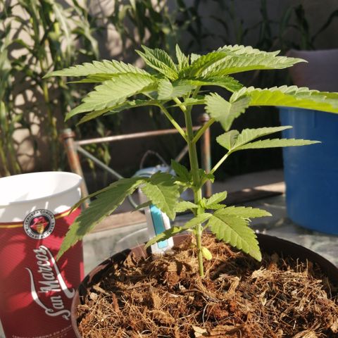 Cherry Head Cbd growlog timeline photo
