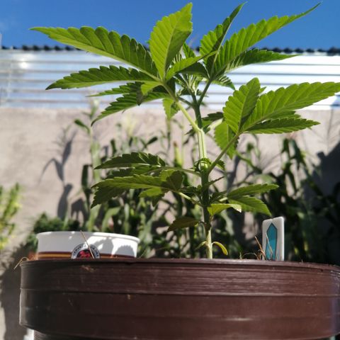 Cherry Head Cbd growlog timeline photo