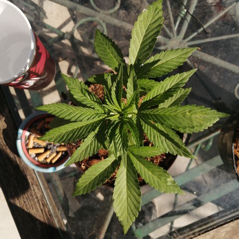 Cherry Head Cbd growlog timeline photo