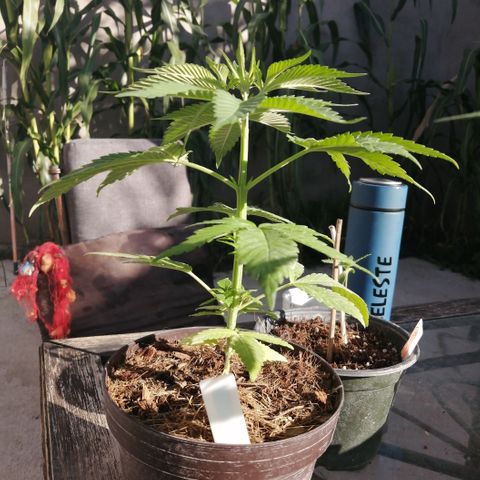 Cherry Head Cbd growlog timeline photo
