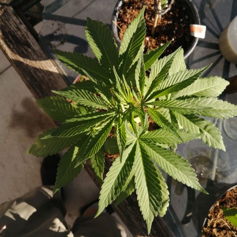 Cherry Head Cbd growlog timeline photo