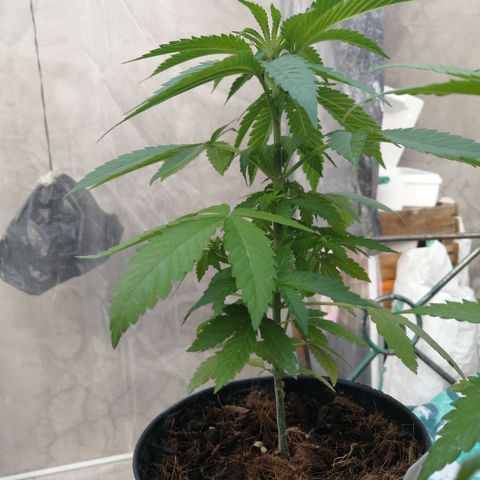 Error 404 growlog timeline photo