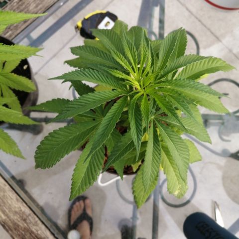 Cherry Head Cbd growlog timeline photo
