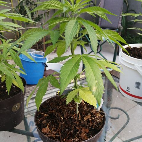 Cherry Head Cbd growlog timeline photo