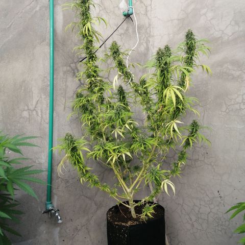 Genética desconocida growlog timeline photo