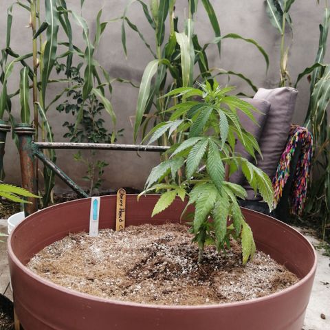 Cherry Head Cbd growlog timeline photo