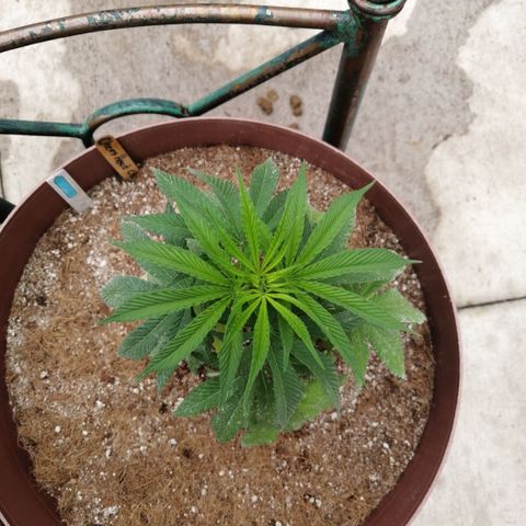 Cherry Head Cbd growlog timeline photo