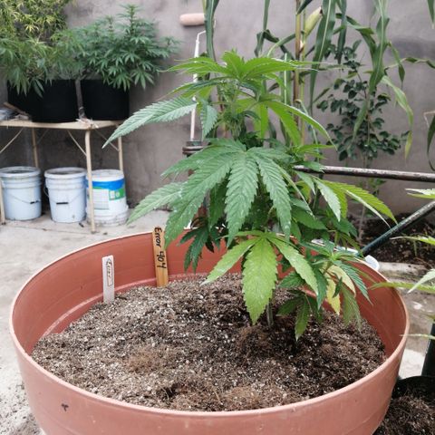 Error 404 growlog timeline photo
