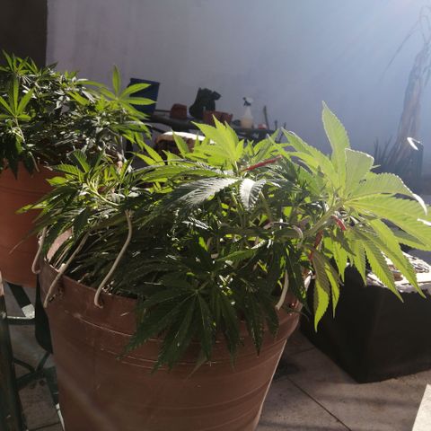 Cherry Head Cbd growlog timeline photo