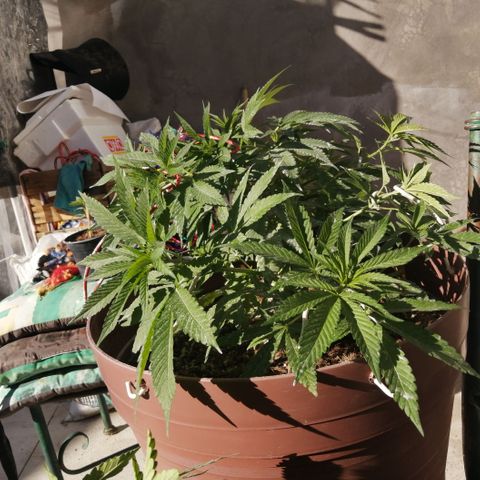 Cherry Head Cbd growlog timeline photo