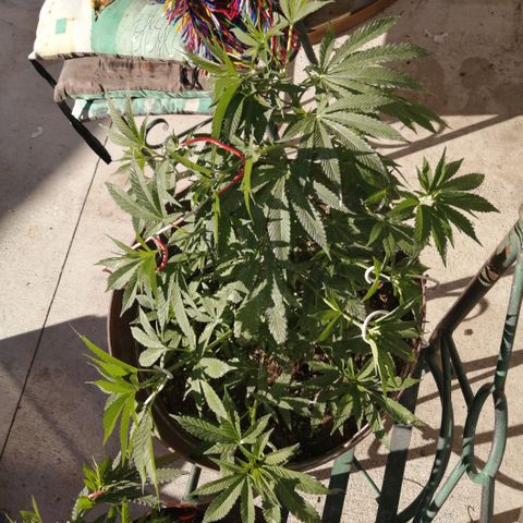Cherry Head Cbd growlog timeline photo