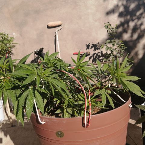 Cherry Head Cbd growlog timeline photo