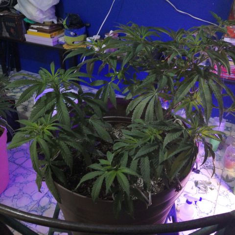 Cherry Head Cbd growlog timeline photo
