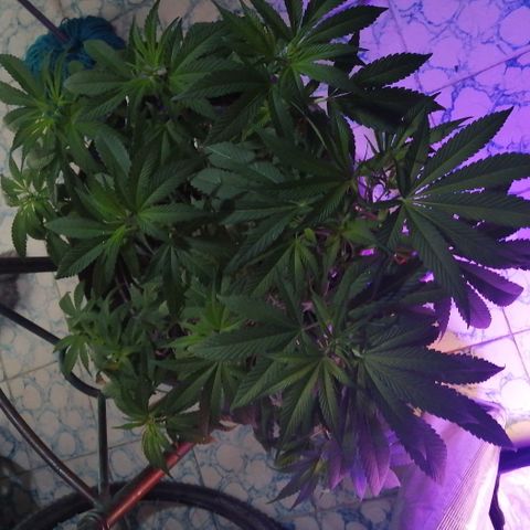 Cherry Head Cbd growlog timeline photo