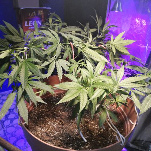 Error 404 growlog timeline photo